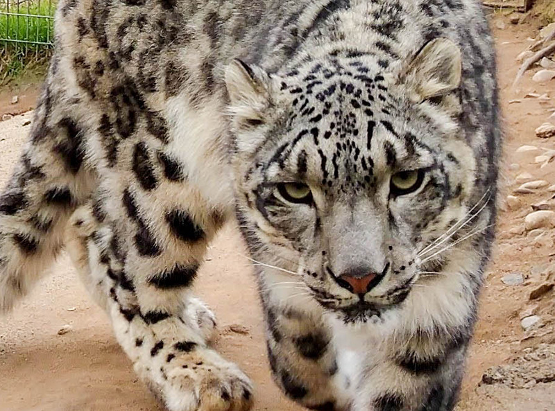 https://cathaven.com/wp-content/uploads/2022/06/Anna_CatHaven_SnowLeopard.jpg
