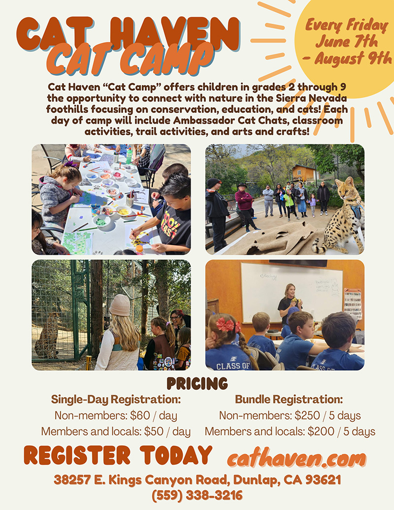 Cat Haven Summer Camp - Project Survival Cat Haven